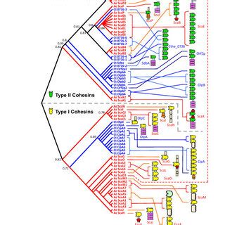 Sequence Conservation Pattern Of Dockerin Modules The Two Internal