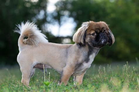 Epic Pekingese Haircuts To Try With Your Clients Groomers Land