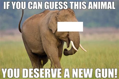 Funny Elephant Meme