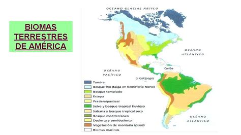 Biomas De Amrica Biomas Son Regiones Naturales En