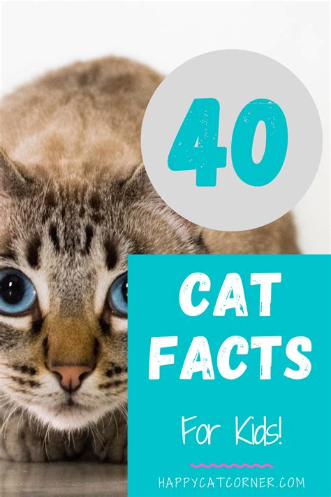 40-cat-facts-for-kids | Happy Cat Corner