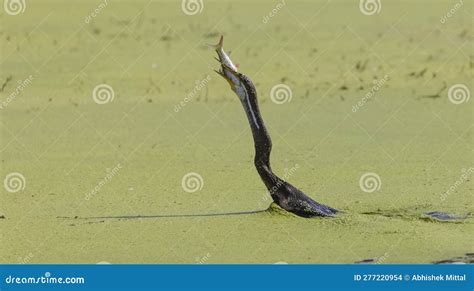 Oriental Darter Bird Fishing Stock Photo - Image of sanctuary, colorful: 277220954