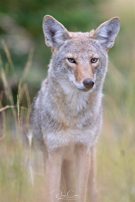 Behind the Shot: Coyote Closeup