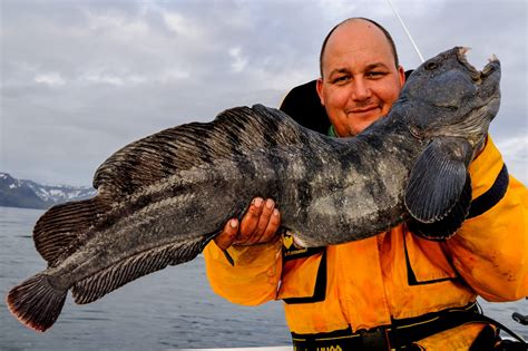 Cod Fishing In Iceland Suðureyri Sportquest Holidays