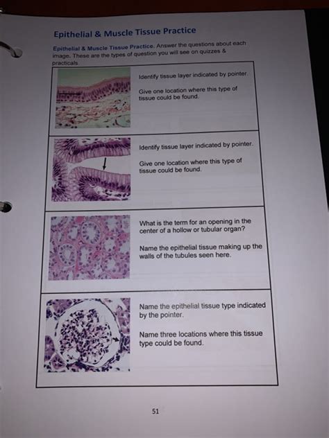 Solved Name Epithelial Muscle Tissues Section Complete Chegg