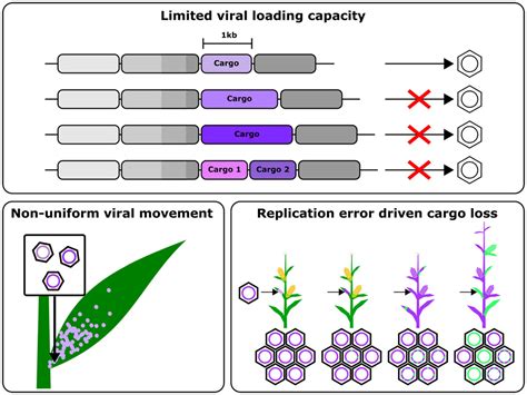 Frontiers Rna Viral Vectors For Accelerating Plant Synthetic Biology