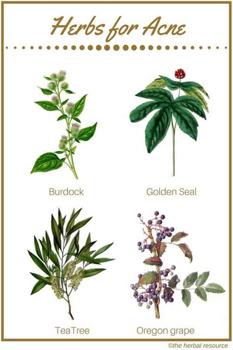 Herbs For Acne Treatment And Prevention