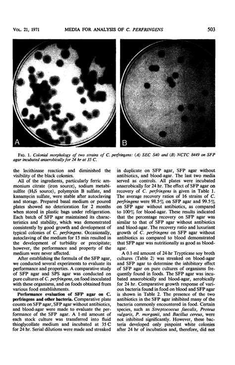 Clostridium Perfringens Colony