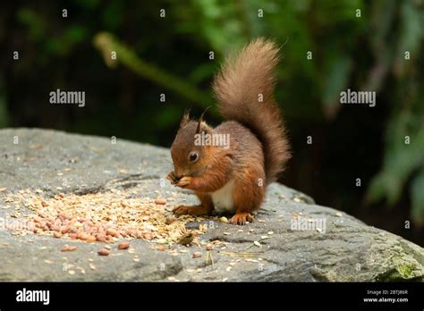 Irish Red Squirrel Stock Photo - Alamy