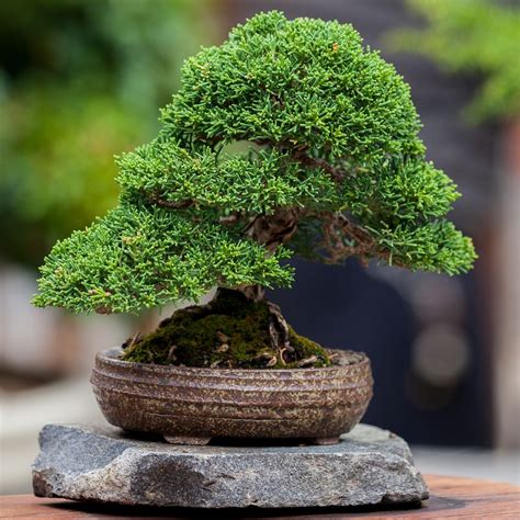 Бонсай (Множество фото!) - treepics.ru
