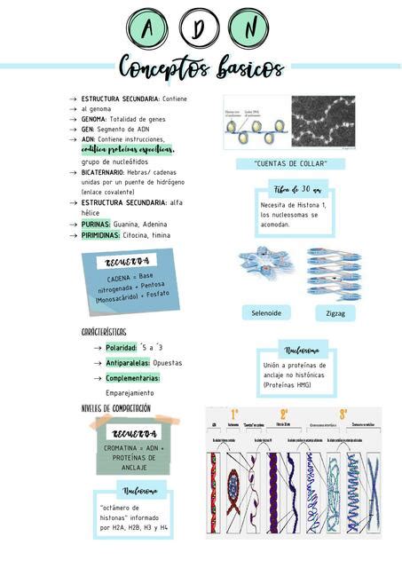 ADN Conceptos Básicos Lucy Durand uDocz