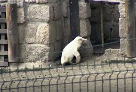 A Rare Albino Penguin Makes Its Debut at Zoo in Poland