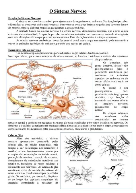 O Sistema Nervoso Função Do Sistema Nervoso O Sistema Nervoso é