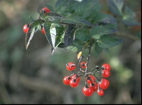 Illinois Ffa Agronomy Weed Identification Pictures Flashcards Quizlet