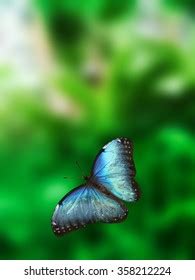 Morpho Blue Butterfly Flying Stock Photo Shutterstock