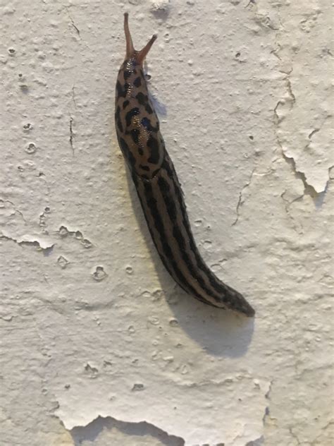 What Type Of Slug Is This Rwhatsthisbug