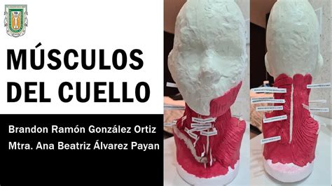 Maqueta músculos del cuello Anatomía cabeza y cuello YouTube