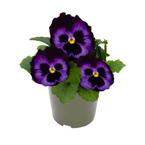 Viola Wittrockiana Denim Schneider Bv Schneider Young Plant And