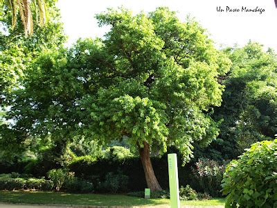 Un Paseo Manchego Rbol Singular El Naranjo De Luisiana Del Parque De