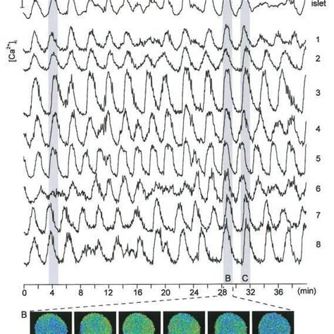 AC Asynchronous Ca 2 I Oscillations And Ca 2 I Waves In An