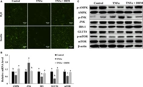 Dihydromyricetin Resists Inflammationinduced Muscle Atrophy Via