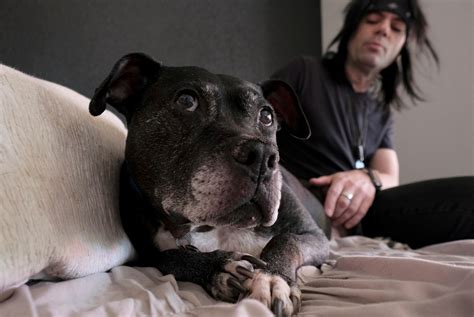 How Michael Vick’s dogfighting case changed animal welfare - Washington ...