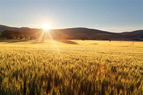 Por Do Sol Sobre O Campo De Trigo Foto De Stock Imagem De Ambiente