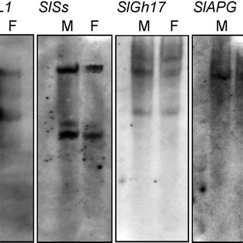 Genomic Southern Blot Analysis Of The Isolated Cdna Clones Blots Of