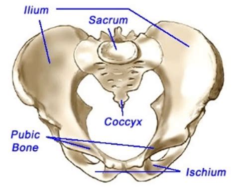 Pelvic Floor A And P Exam 4 Lecture 1 Flashcards Quizlet