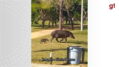 V Deo Anta E Filhote S O Flagrados Passeando No Parque Estadual Morro