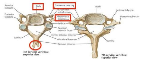 Anat Cervical Viscera And Root Of The Neck Flashcards Quizlet