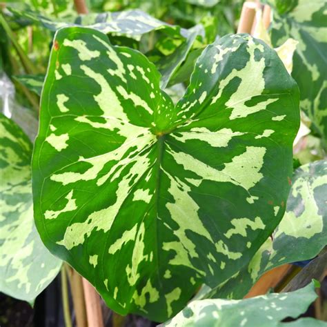 Alocasia Hilo Beauty In 2022 Colocasia Easy To Grow Bulbs Plant Problems