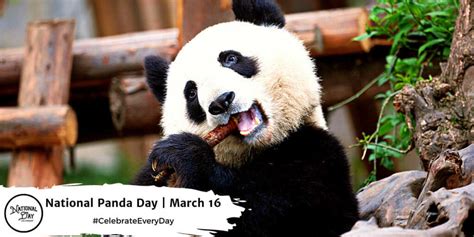 National Panda Day March Teena Genvieve