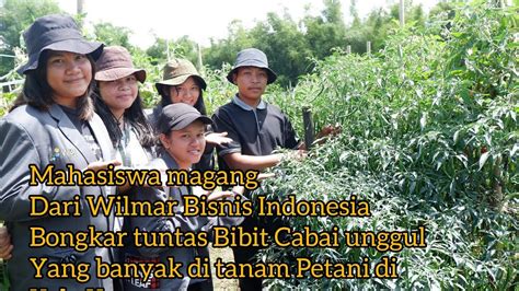 KUPAS TUNTAS PETANI CABAI BERHASIL TERNYATA INI BIBIT YANG DIPAKAI