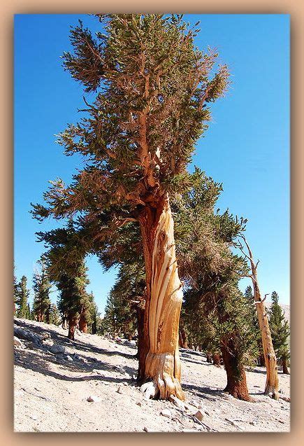 Foxtail Pine Pinus Balfouriana Is One Of The Three Pines In The