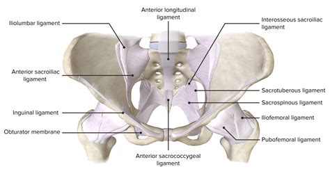 Anatom A Unam Diferencias Entre Pelvis Femenina Y Masculina The Best