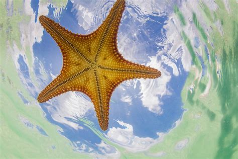 Starfish Point Tours - Grand Cayman Boat Charters