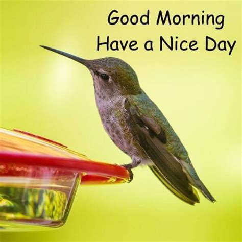 101 Good Morning Images With Birds Good Morning Images