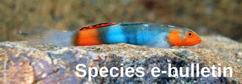 Iucn Ssc Species E Bulletin September