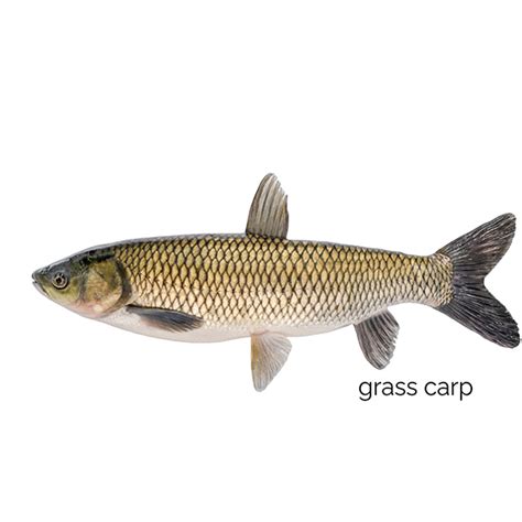 Freshwater Grass Carp