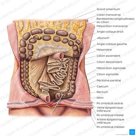 Péritoine et cavité péritonéale Anatomie et fonction Kenhub