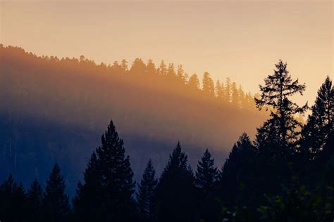 ACTION ALERT: Help protect the remaining ancient trees across Northwest ...