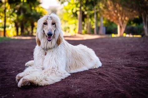 Afghan Hound Dog Breed Information & Characteristics