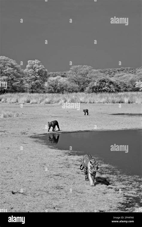 Royal Bengal Tiger Infrared Black And White Raj Bagh Lake Ranthambore