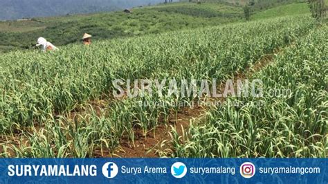 Tujuh Hektar Lahan Di Kota Batu Sudah Ditanami Bawang Putih