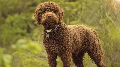 10 Dog Breeds Youve Never Heard Of Vegan