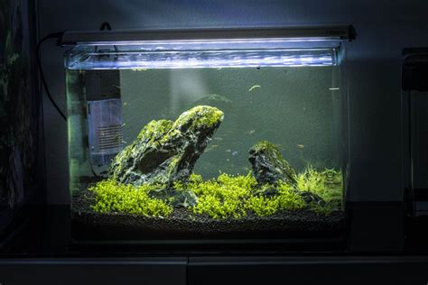 How To Lower Ammonia In Fish Tank Aquariadise