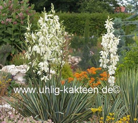 Yucca filamentosa cv Bright Edge dw Uhlig Kakteen Über 5000