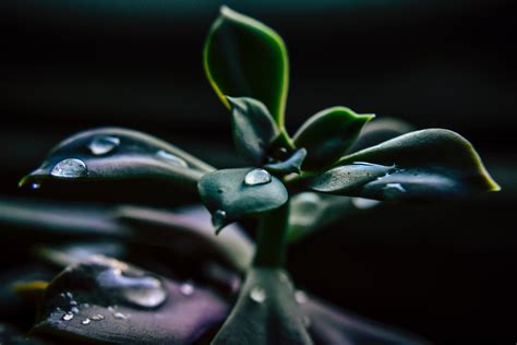 Free Images Water Green Drop Macro Photography Leaf Blue Dew