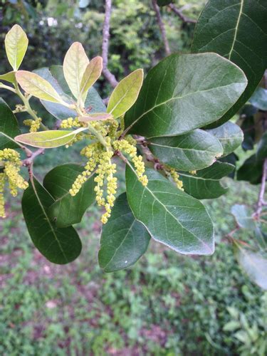 Encina Quercus Oleoides INaturalist United Kingdom